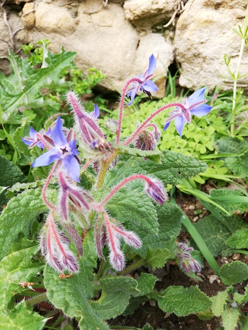 Annexe BOURACHE 3.jpg