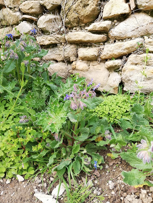 Annexe bourrache 1.jpg