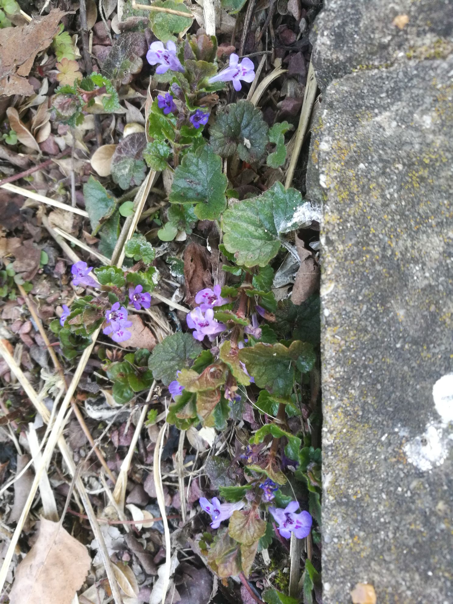 Annexe IMG_20200326_175009.jpg