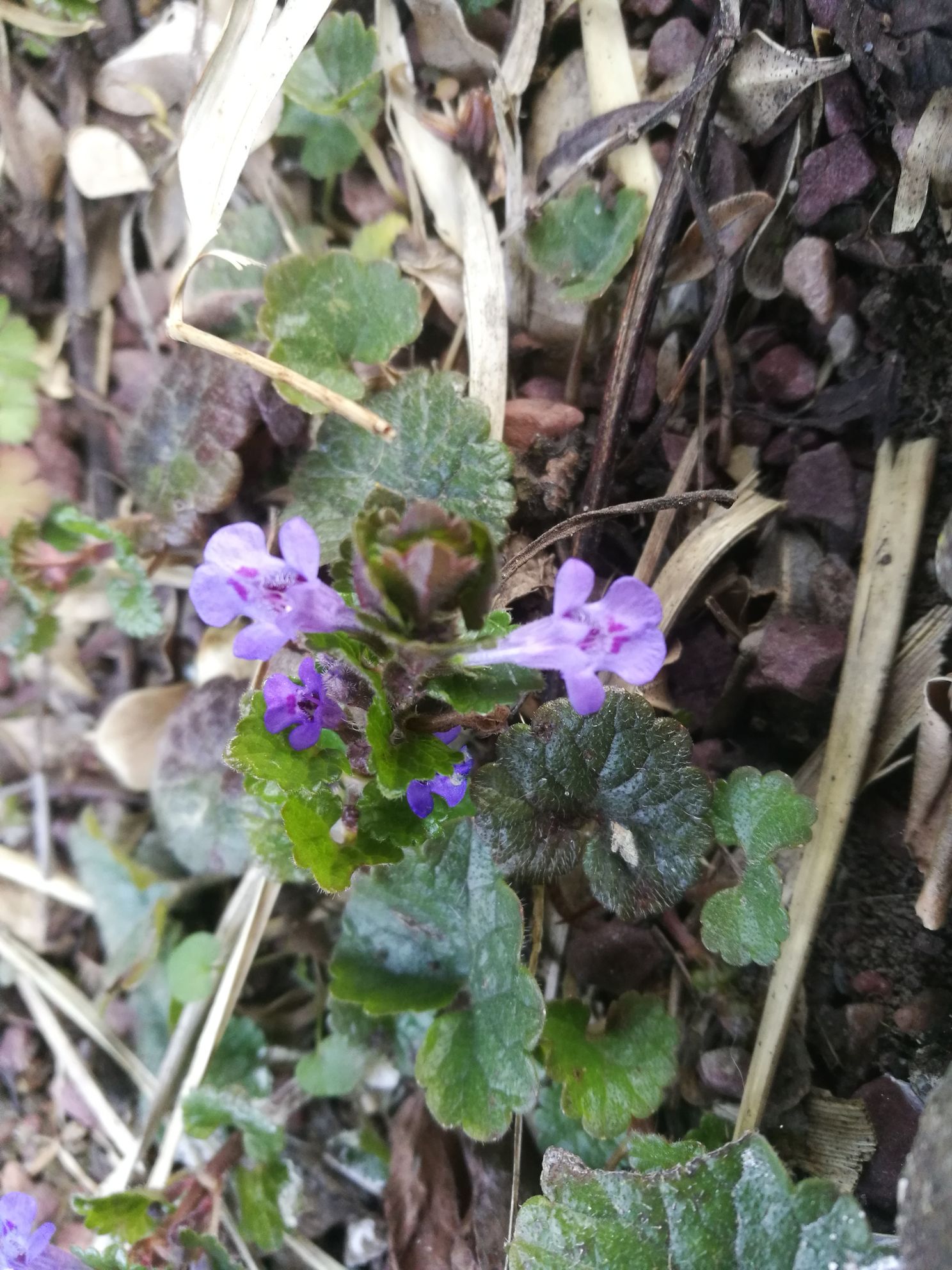 Annexe IMG_20200326_175030.jpg