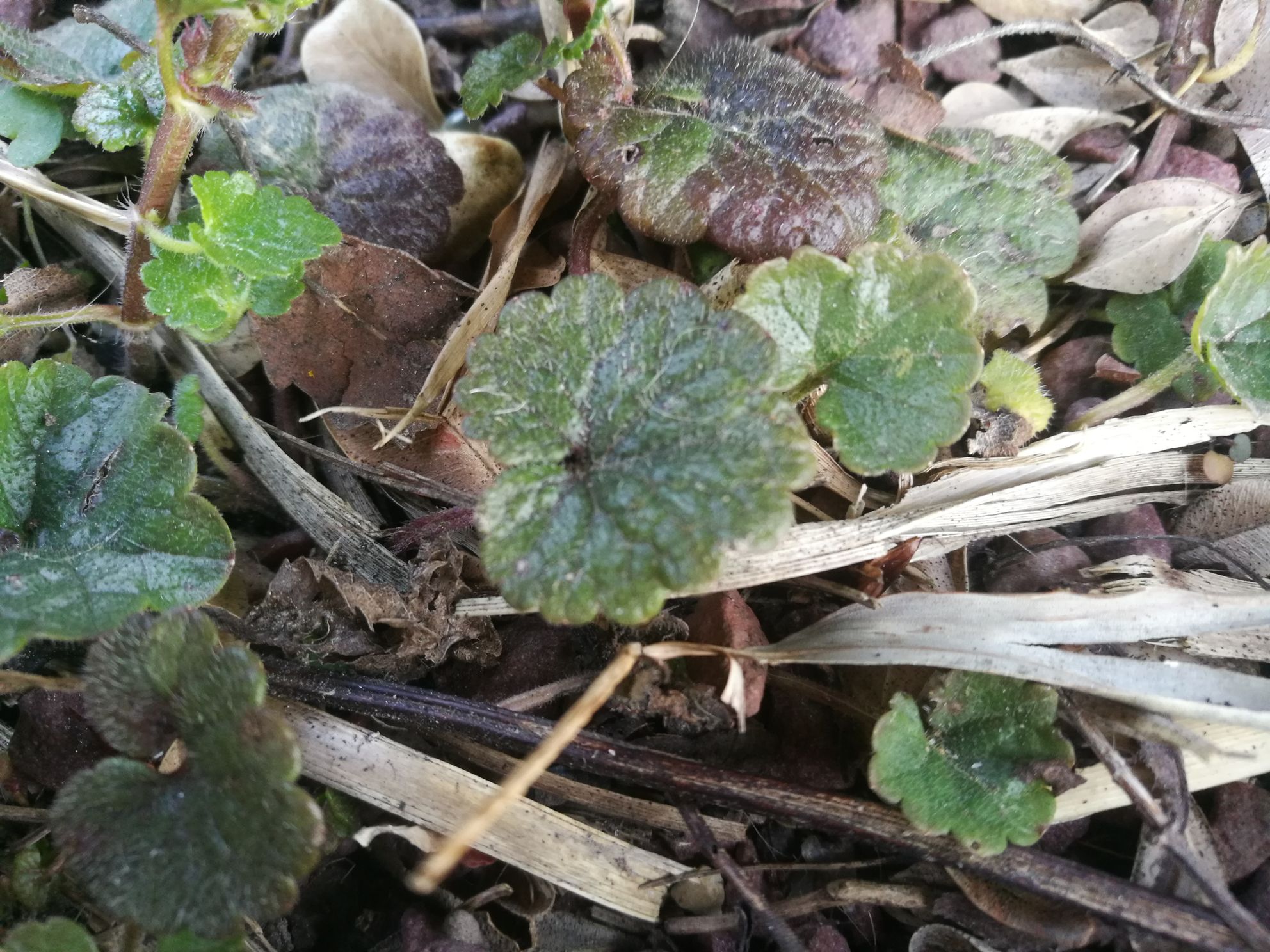 Annexe IMG_20200326_175134.jpg