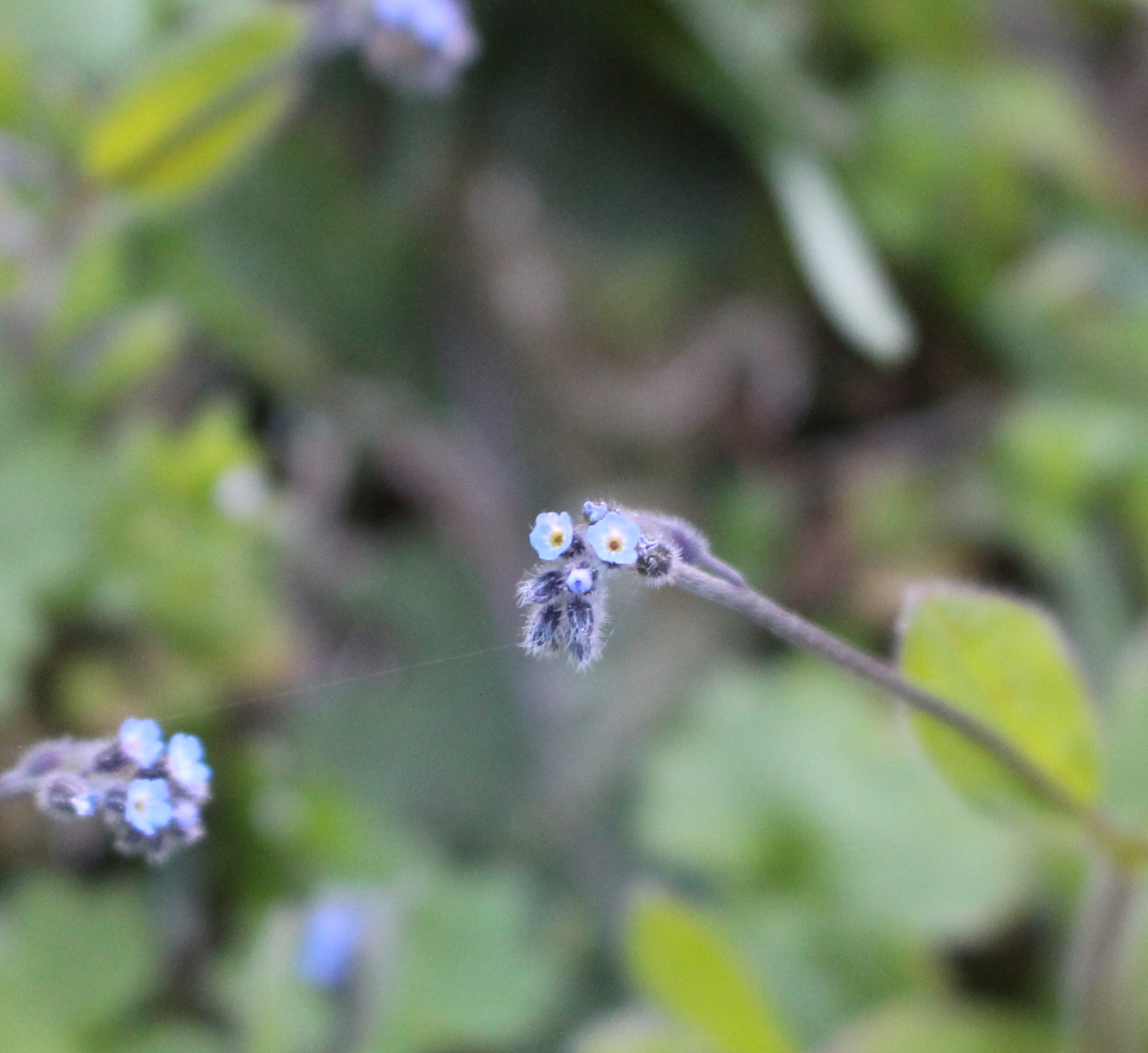 Annexe IMG_1035 (2).JPG