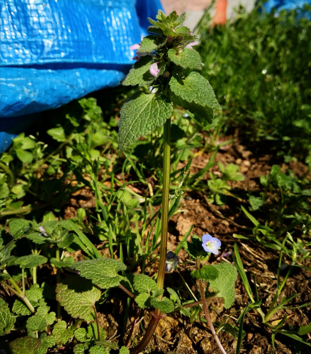 Annexe Screenshot_20200326_184516.jpg