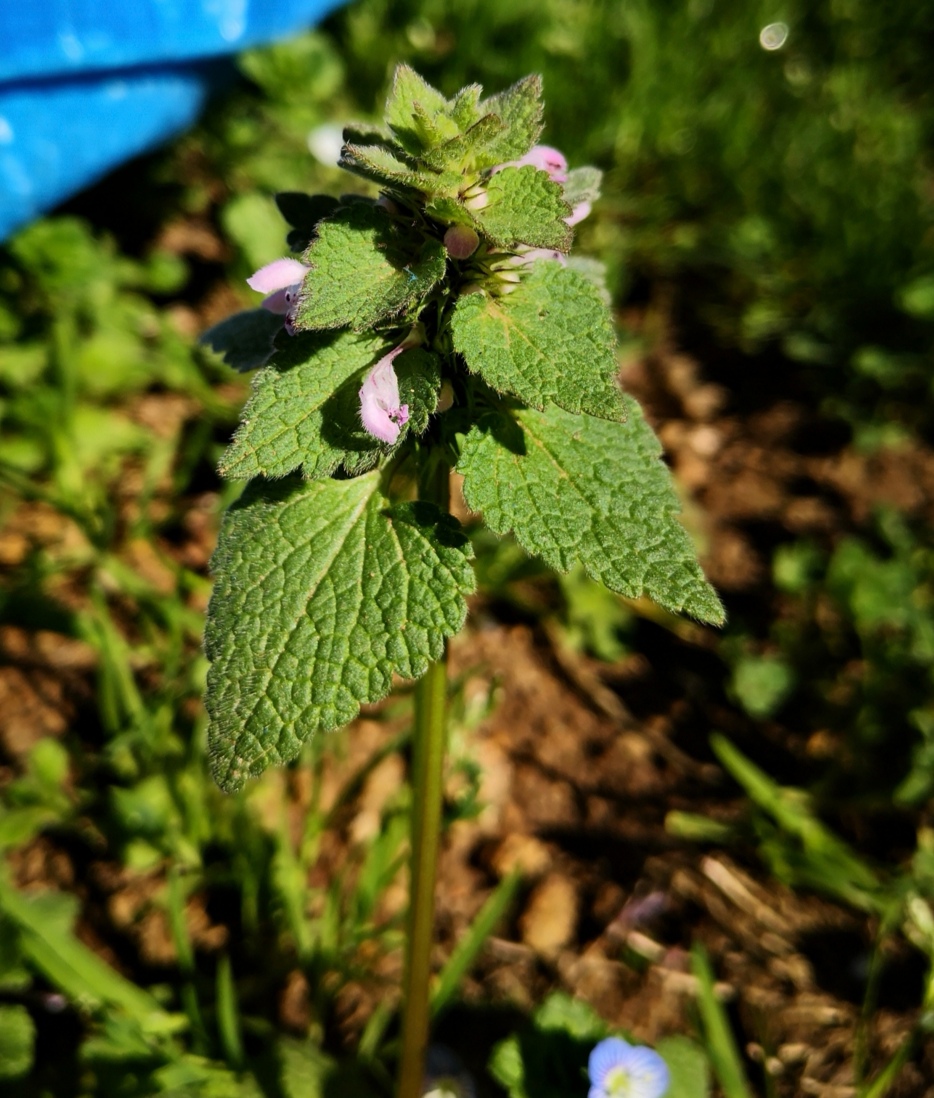 Annexe Screenshot_20200326_184548.jpg