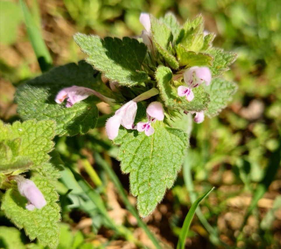 Annexe Screenshot_20200326_184756.jpg