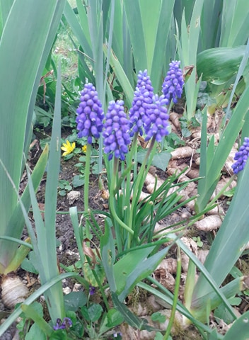 Annexe muscari 1.jpg