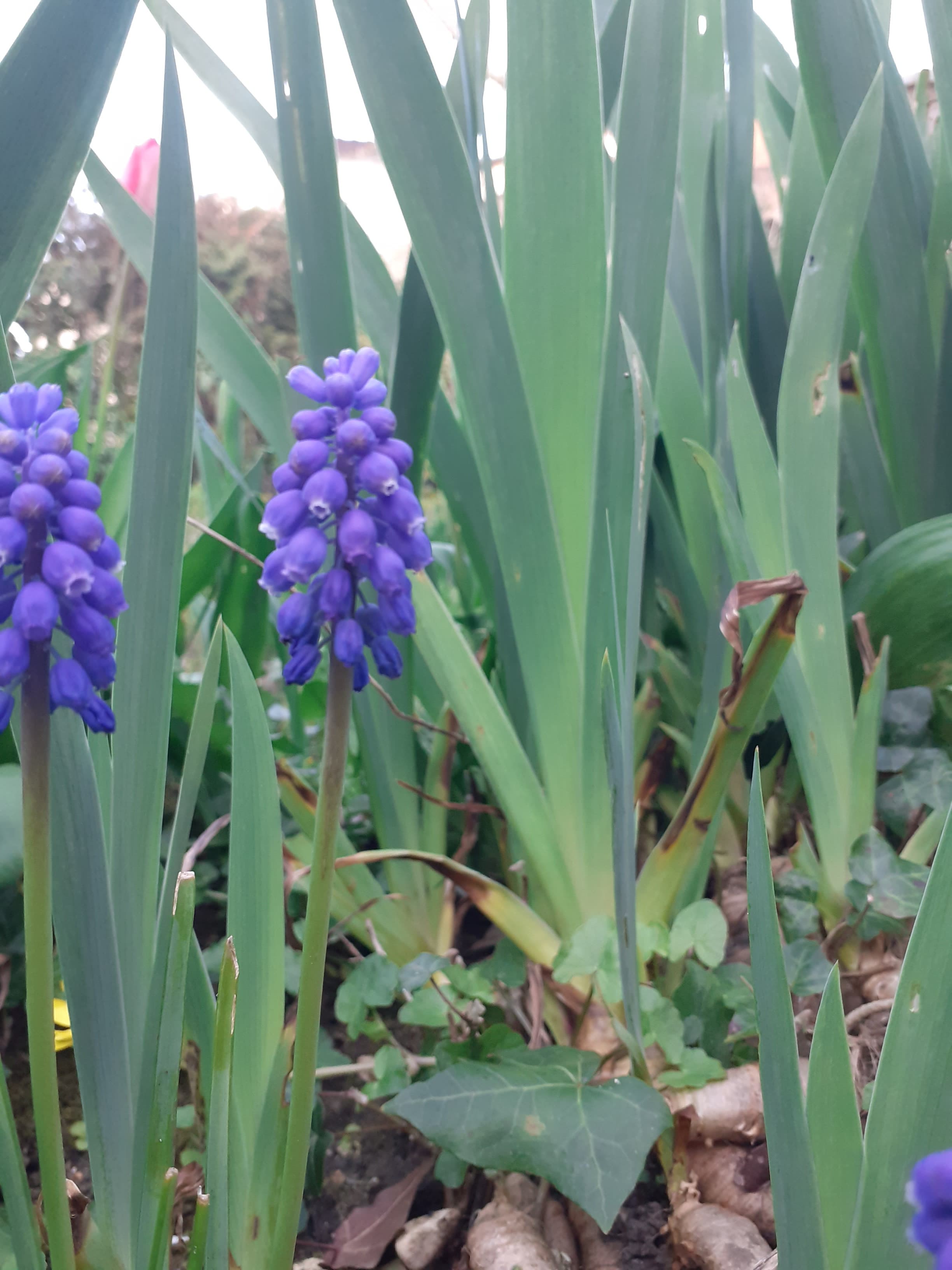Annexe muscari zoom fleur.jpg