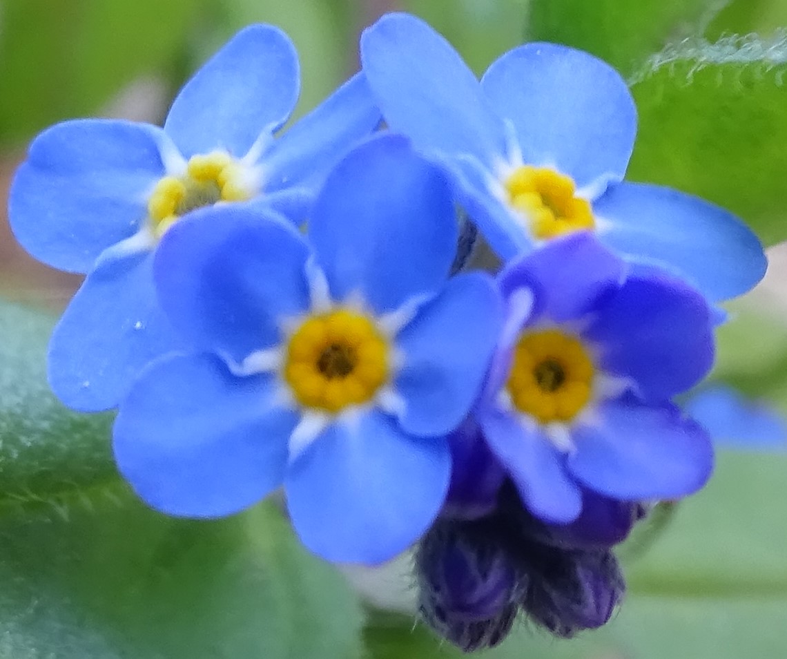 Annexe DSC04015-c.jpg