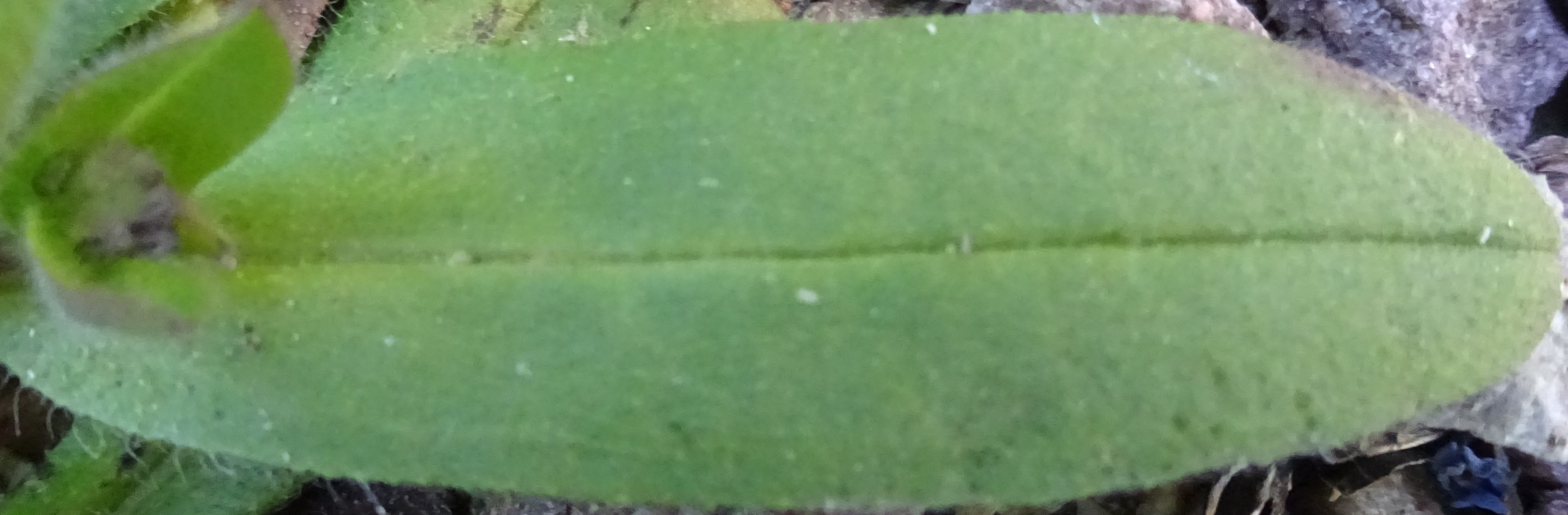 Annexe DSC04026-c.jpg