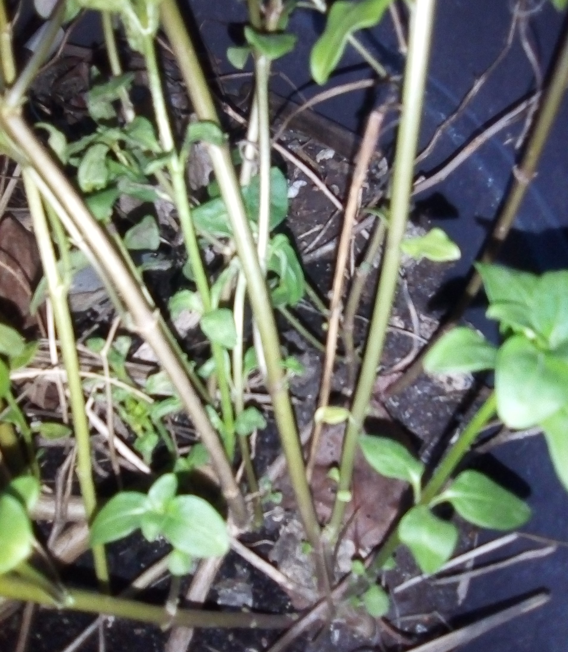 Annexe IMG_base de la plante.jpg