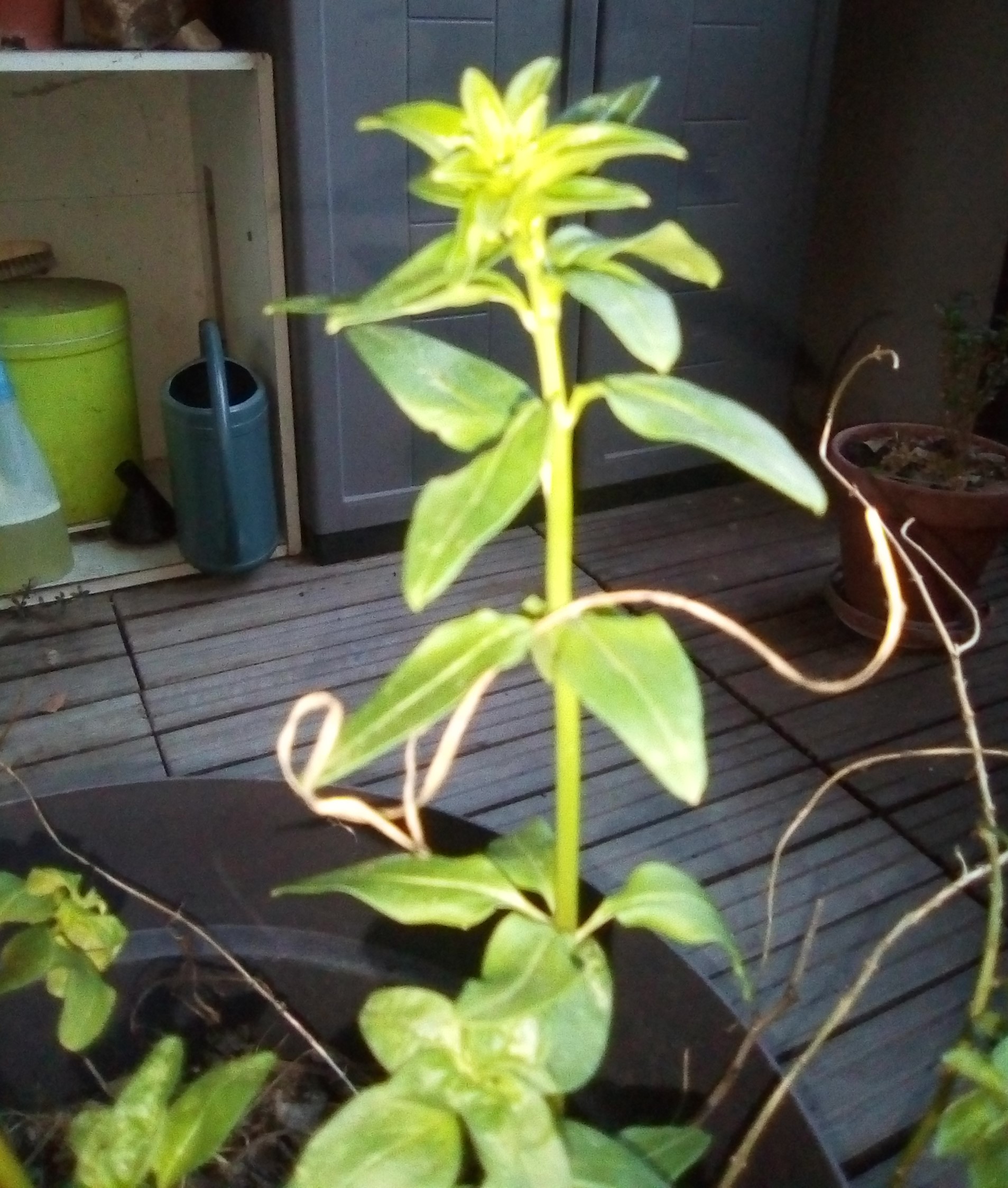 Annexe IMG_extrémité.jpg