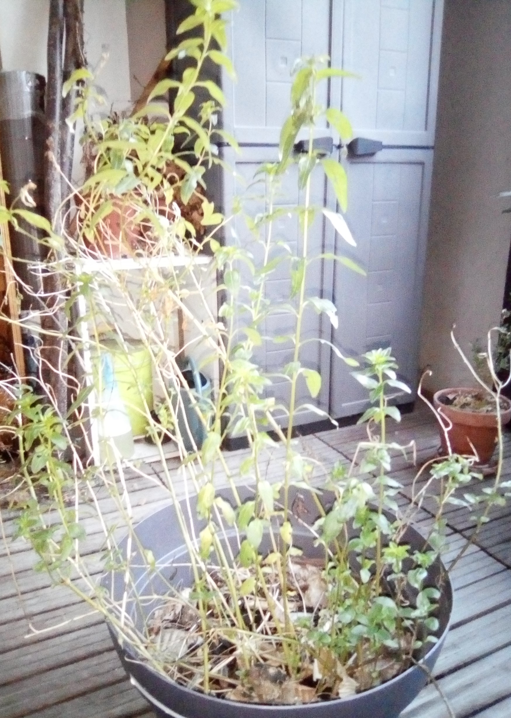 Annexe IMG_vue global.jpg