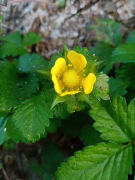 Annexe 90872957_633398080556478_4688203686894108672_n.jpg