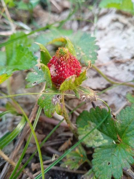 Annexe 90873830_645253909351276_8407305573187452928_n.jpg