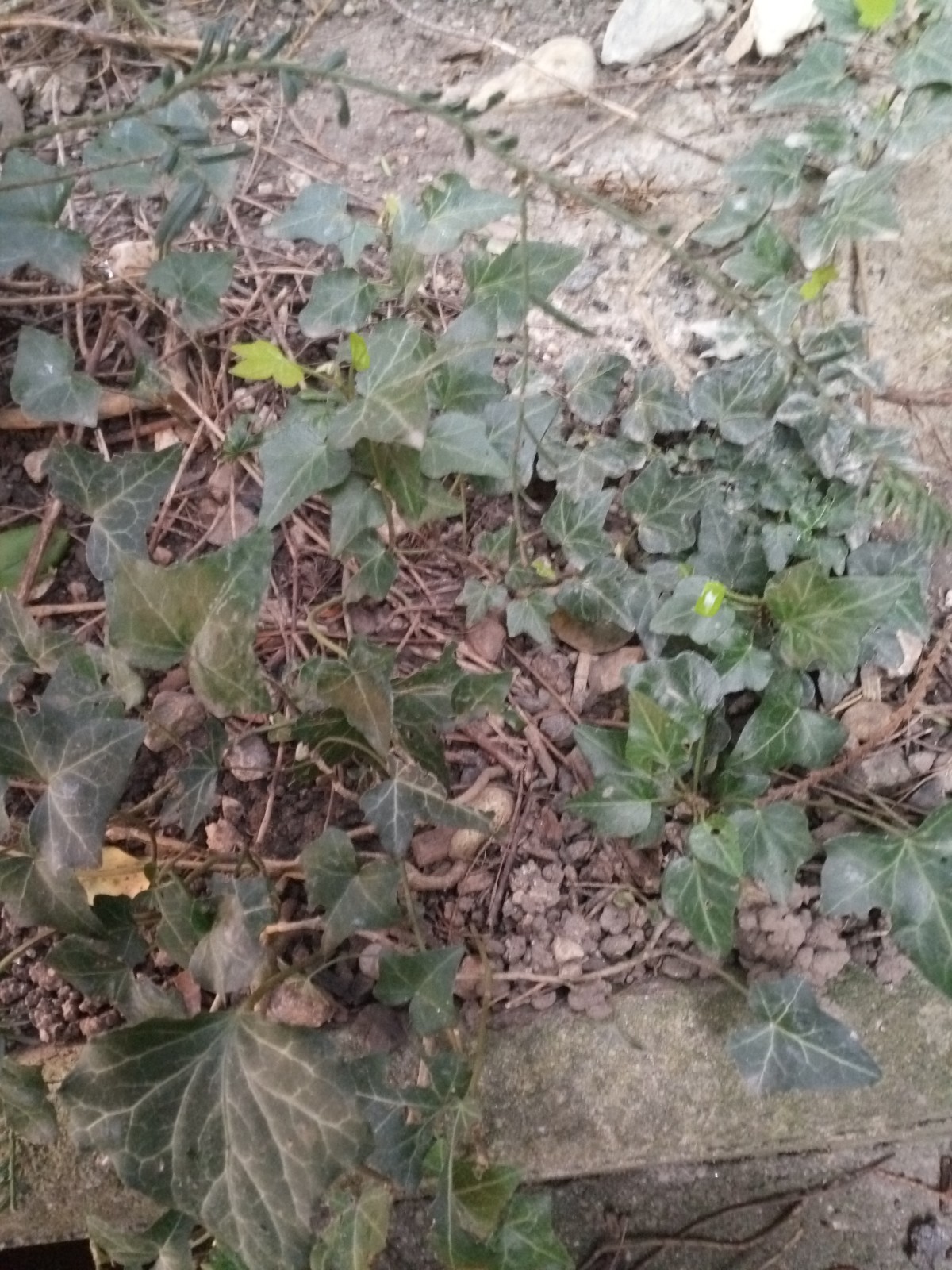 Annexe IMG_20200326_172547.jpg