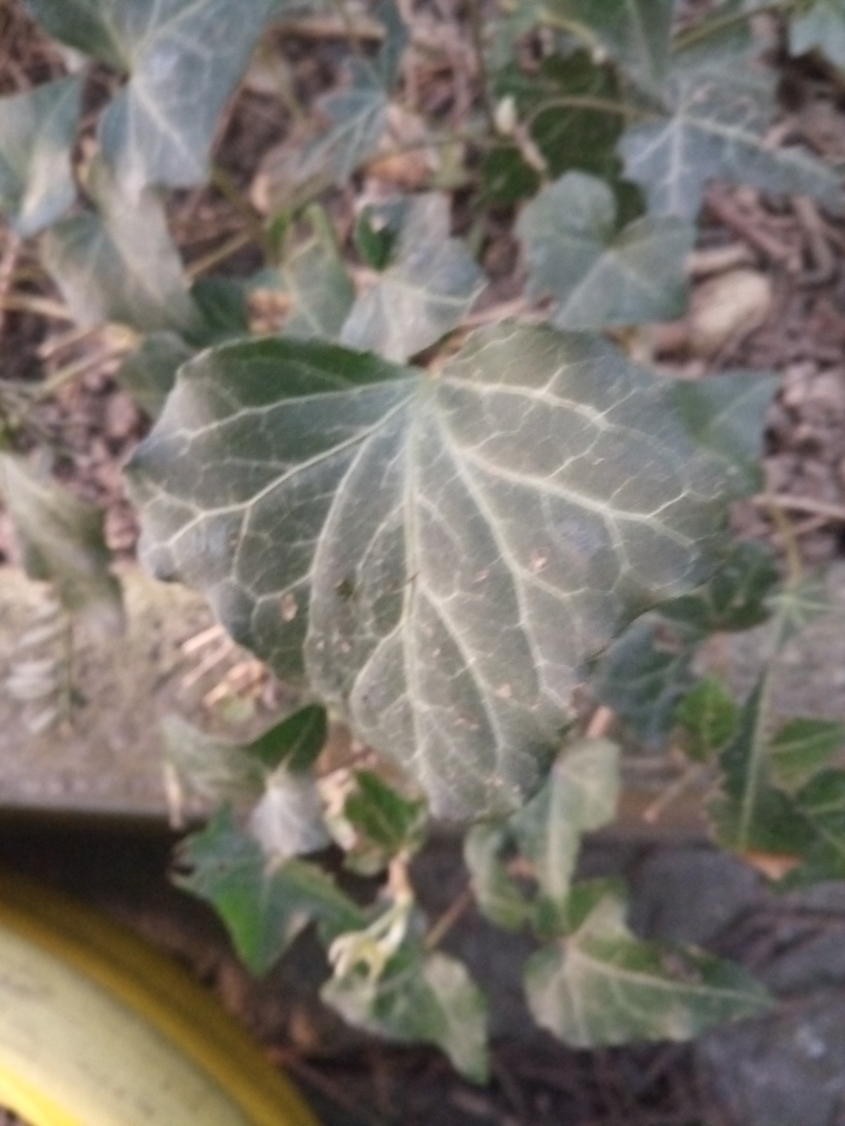 Annexe IMG_20200326_172601.jpg