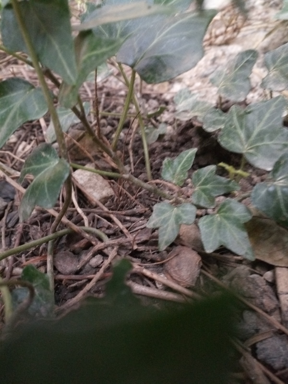 Annexe IMG_20200326_172706.jpg