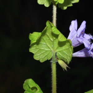 Annexe Glecoma herdeacea Daniel Mathieu Tela botanica.jpg