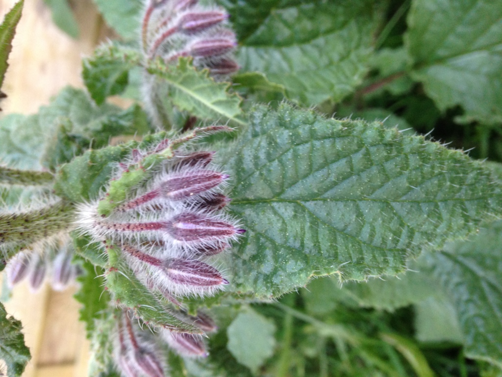 Annexe Bourrache fleur non ouverte.JPG