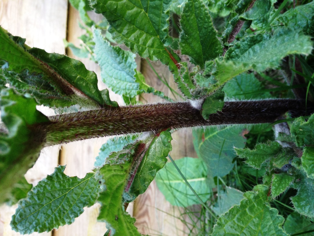 Annexe Bourrache tige-feuille.JPG