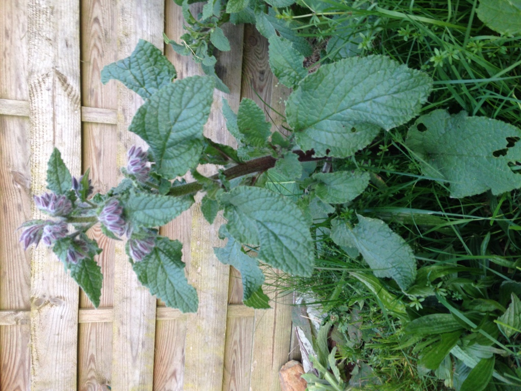 Annexe bourrache vue densemble.JPG