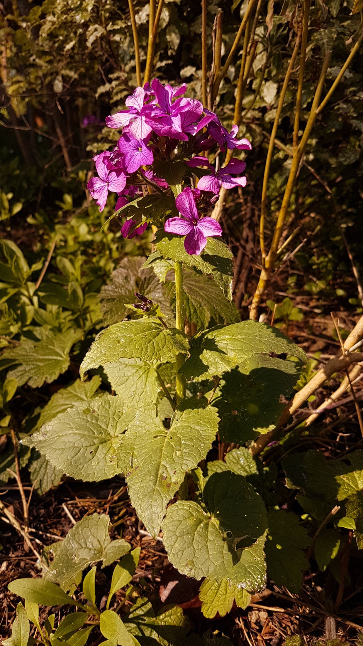 Annexe lunaria-1.jpg