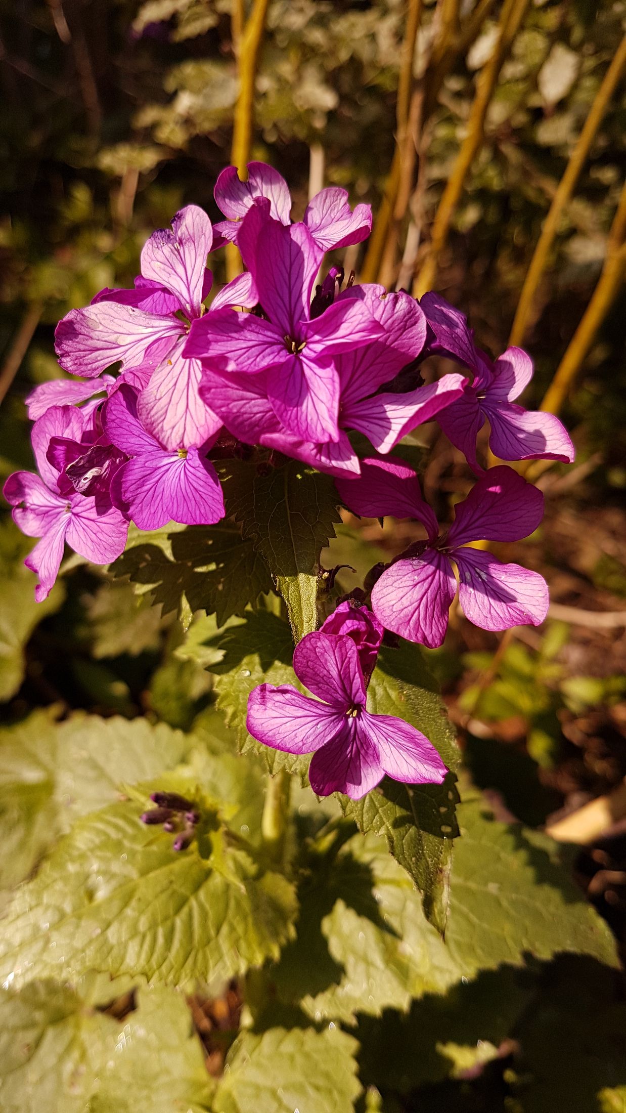 Annexe lunaria-2.jpg