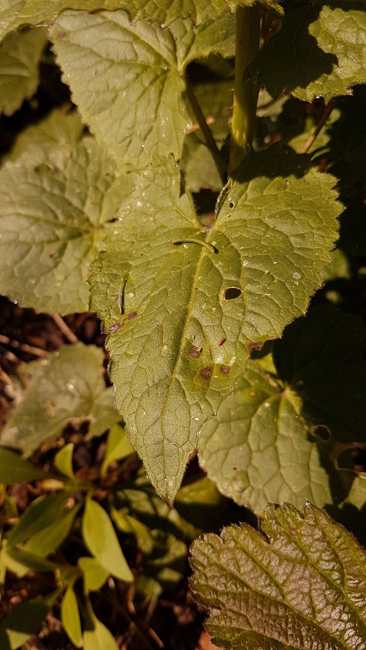 Annexe lunaria-3.jpg