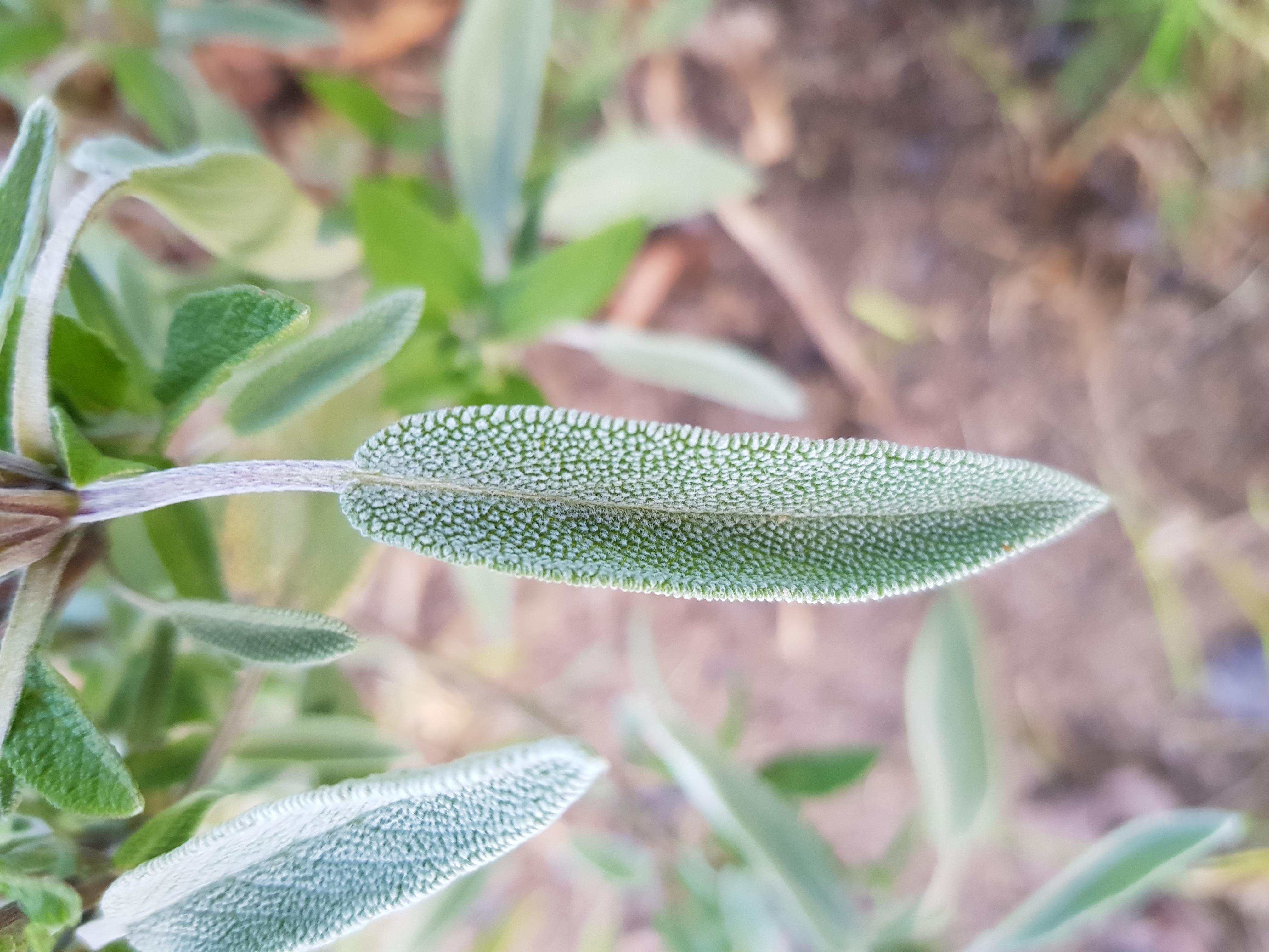 Annexe 20200326_190701-ConvertImage.jpg