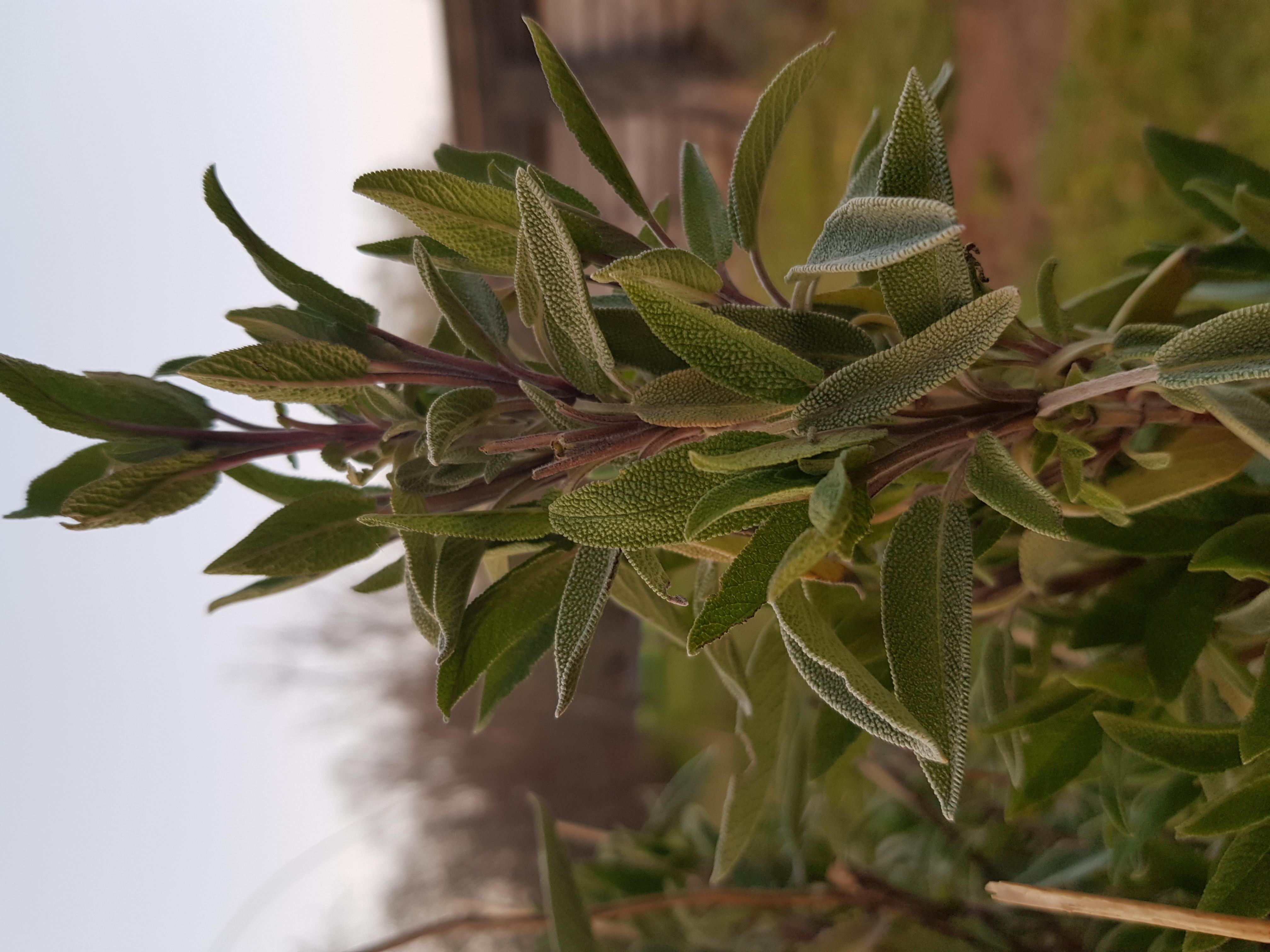 Annexe 20200326_190741-ConvertImage.jpg