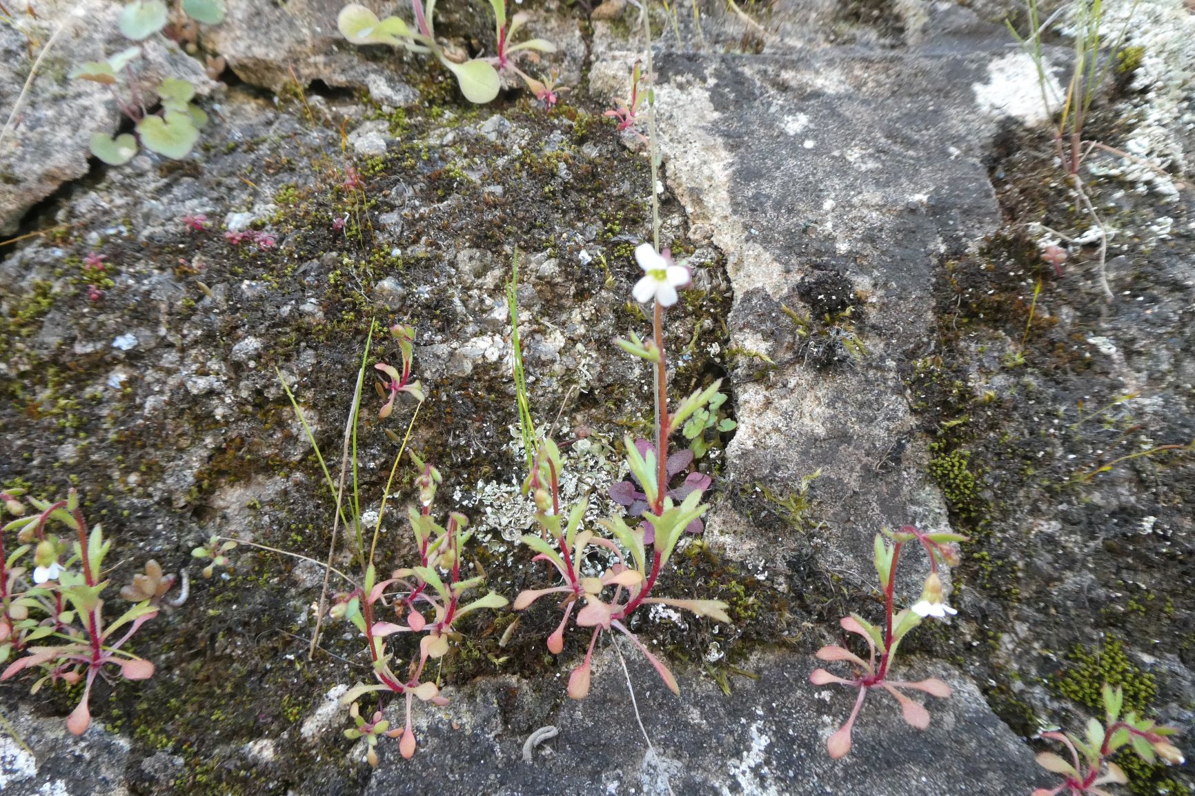 Annexe P1020631 redim.JPG