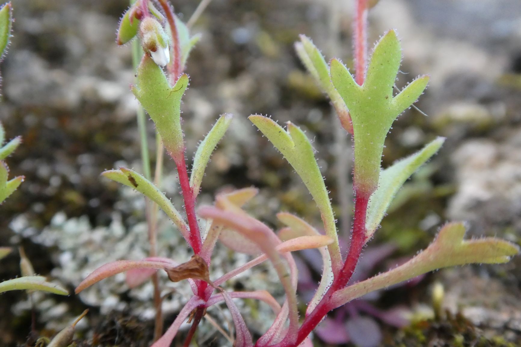 Annexe P1020634 redim.JPG