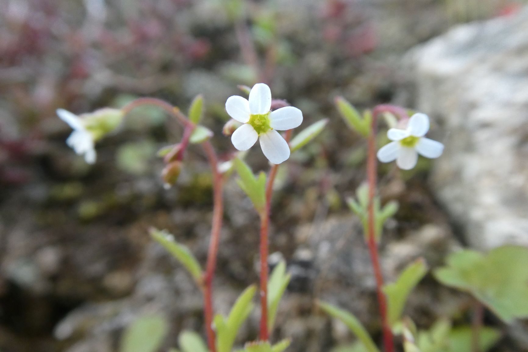 Annexe P1020639 redim.JPG