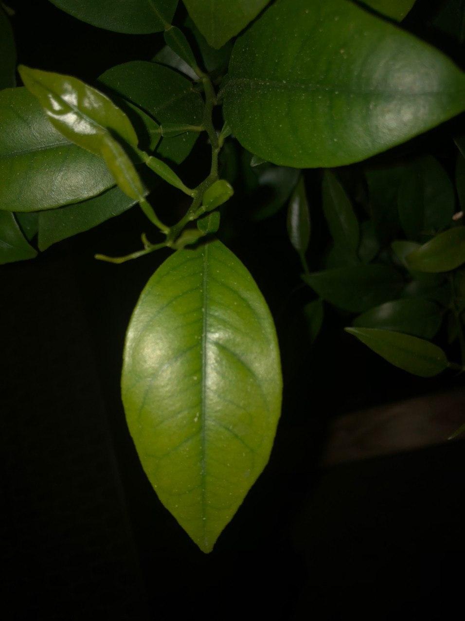 Annexe photo_2020-03-26_23-54-08.jpg