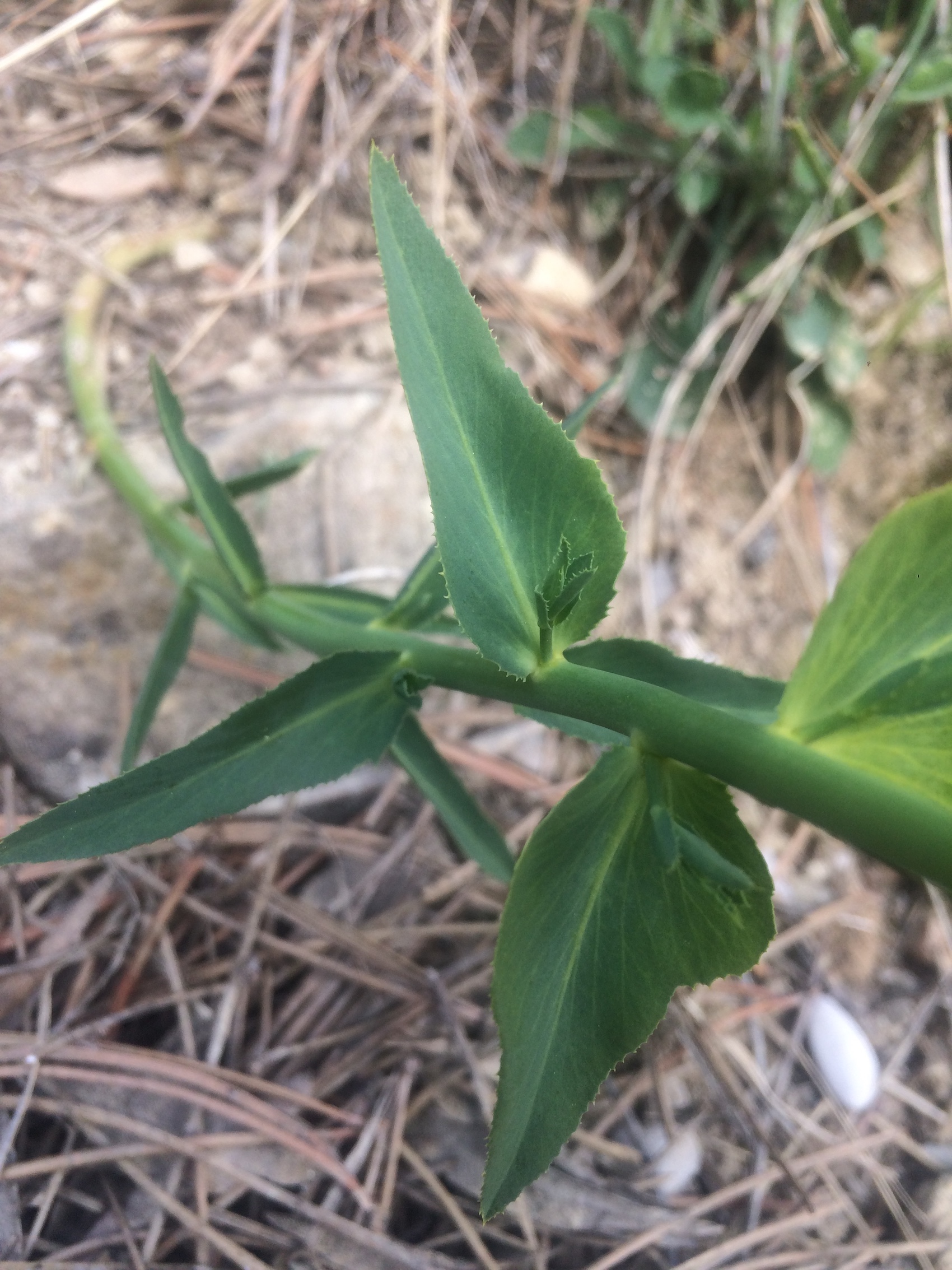 Annexe IMG_2284.jpeg