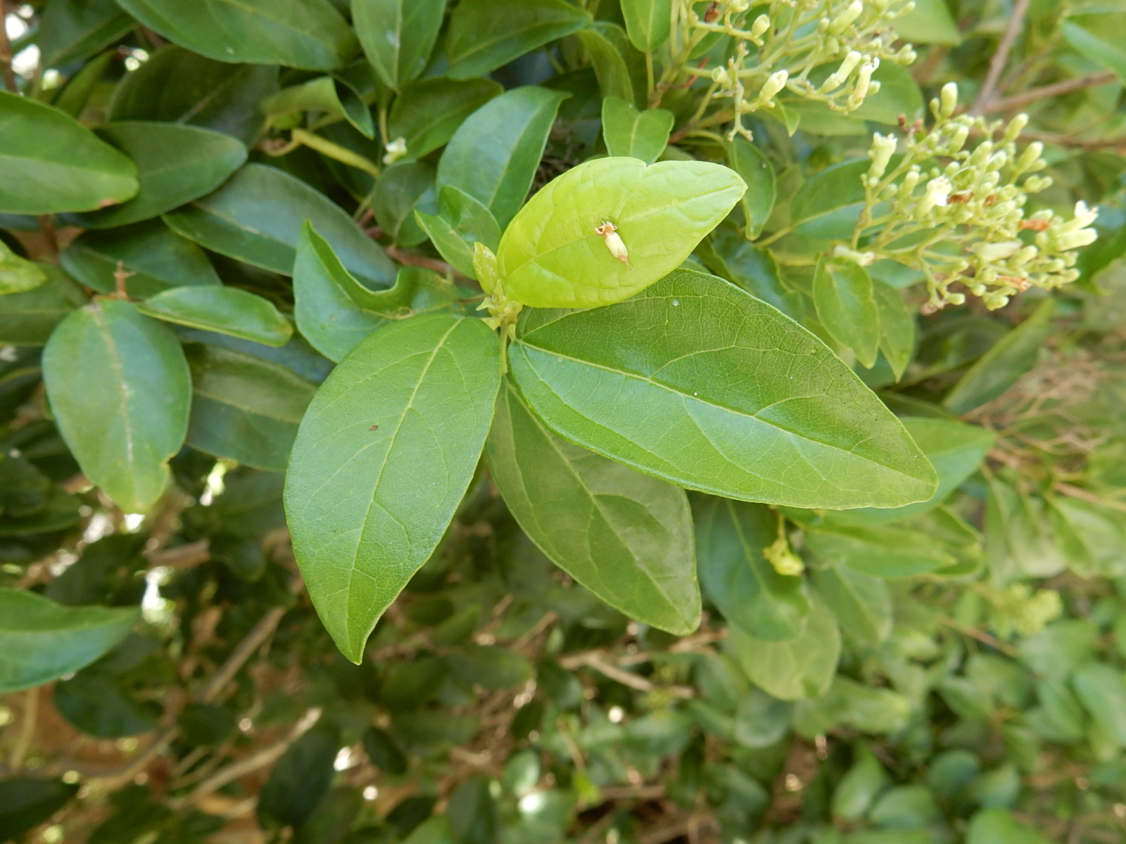 Annexe feuille adulte.JPG