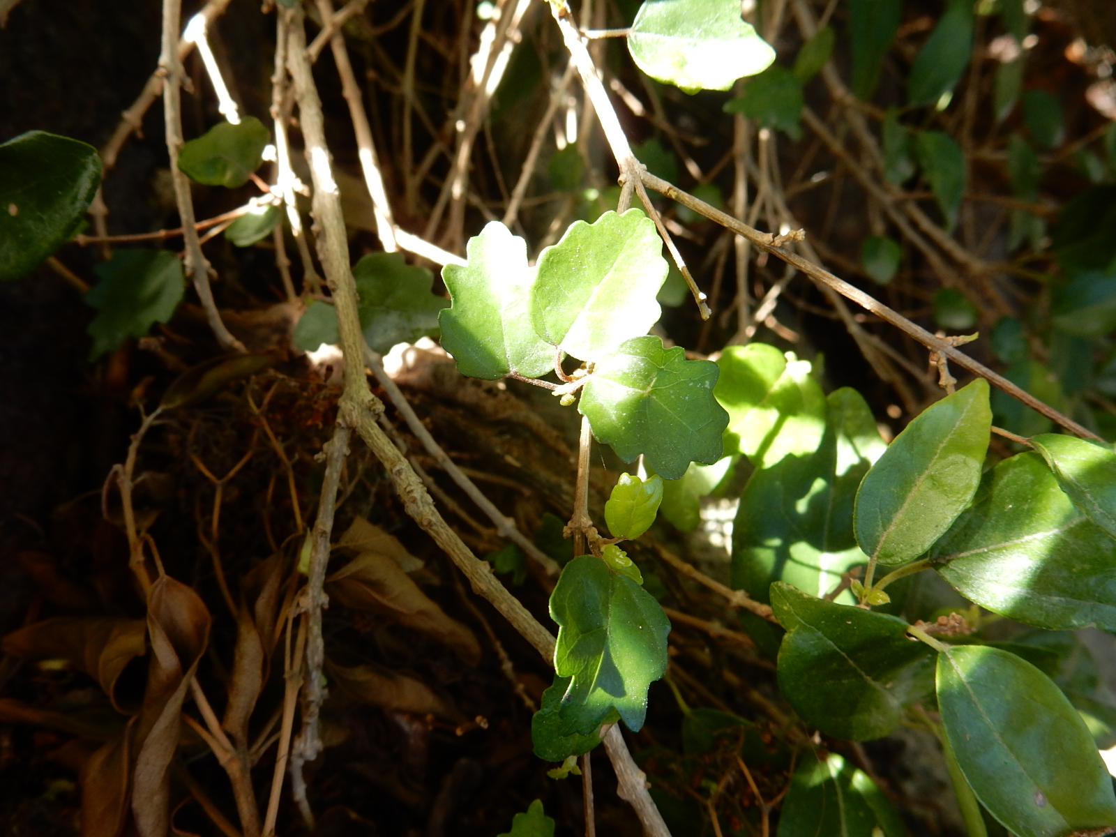 Annexe feuille juvénile.JPG