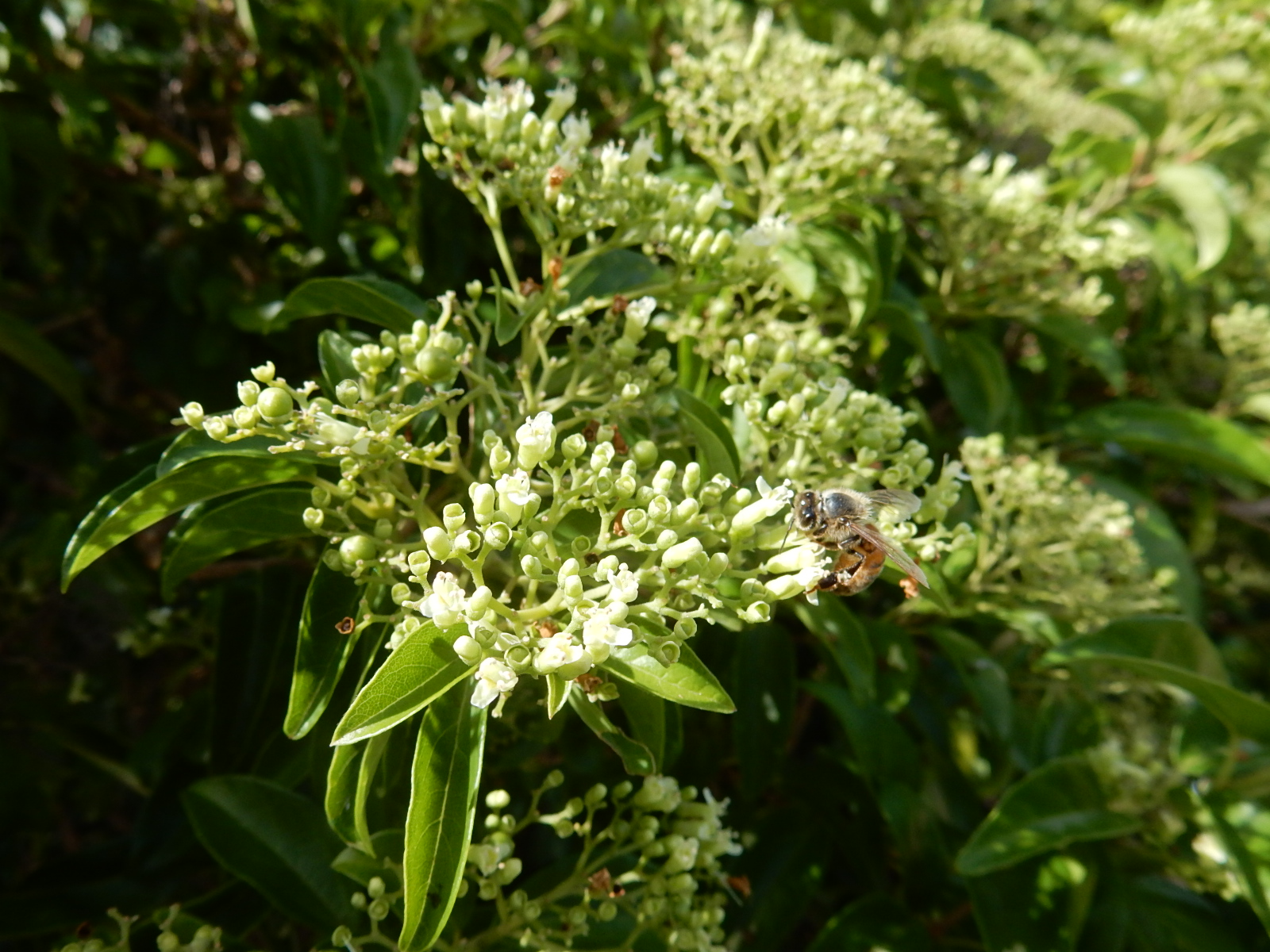Annexe inflorescence.JPG