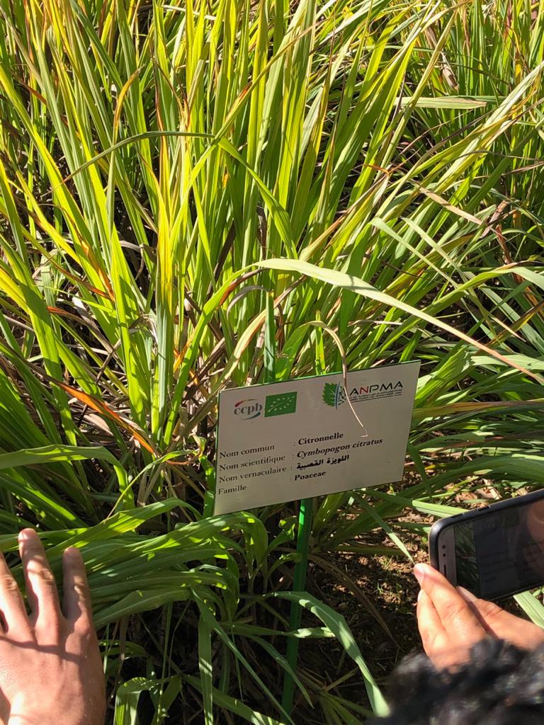 Annexe Citronelle.jpeg