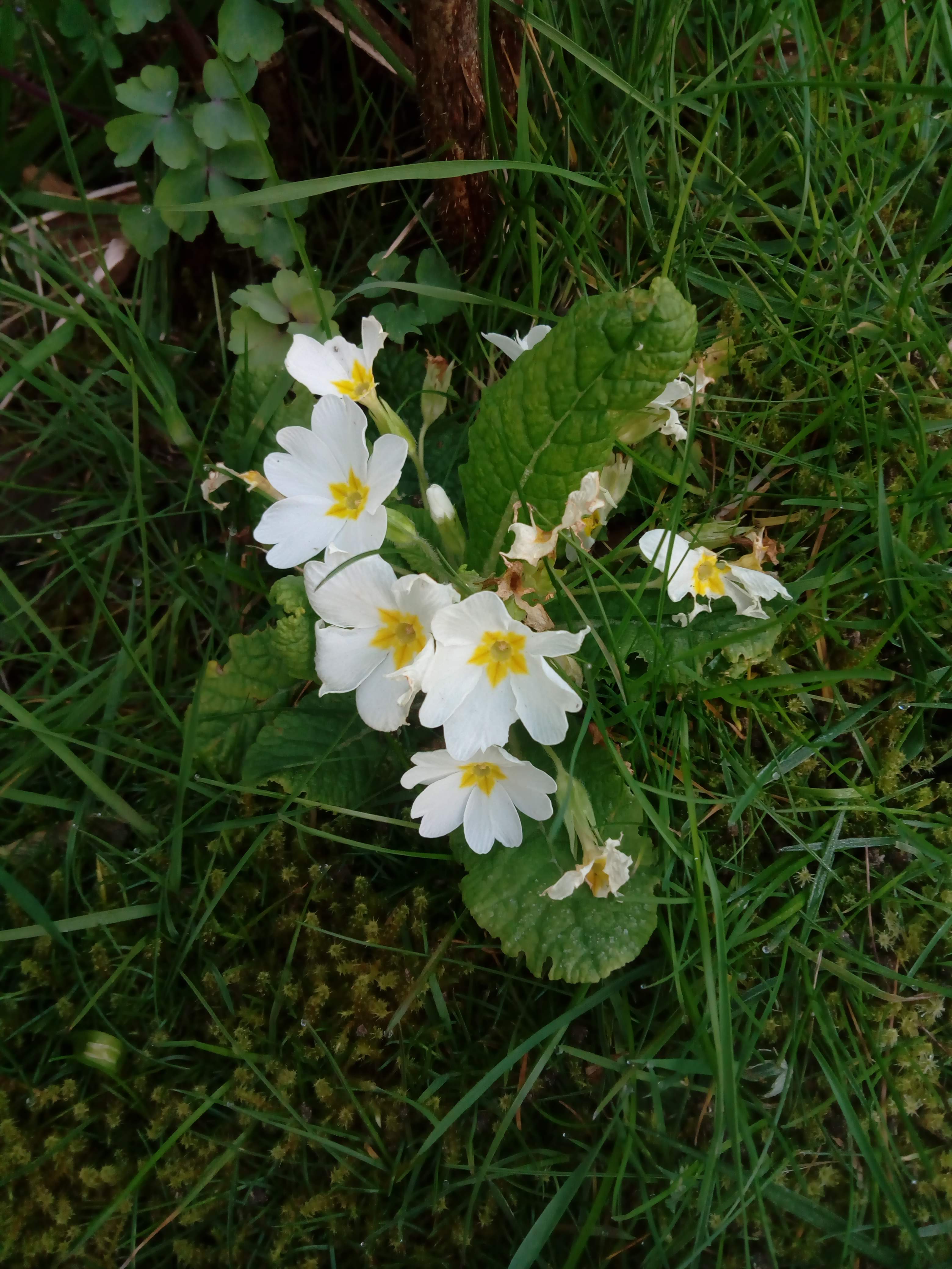 Annexe IMG_20200327_065542.jpg