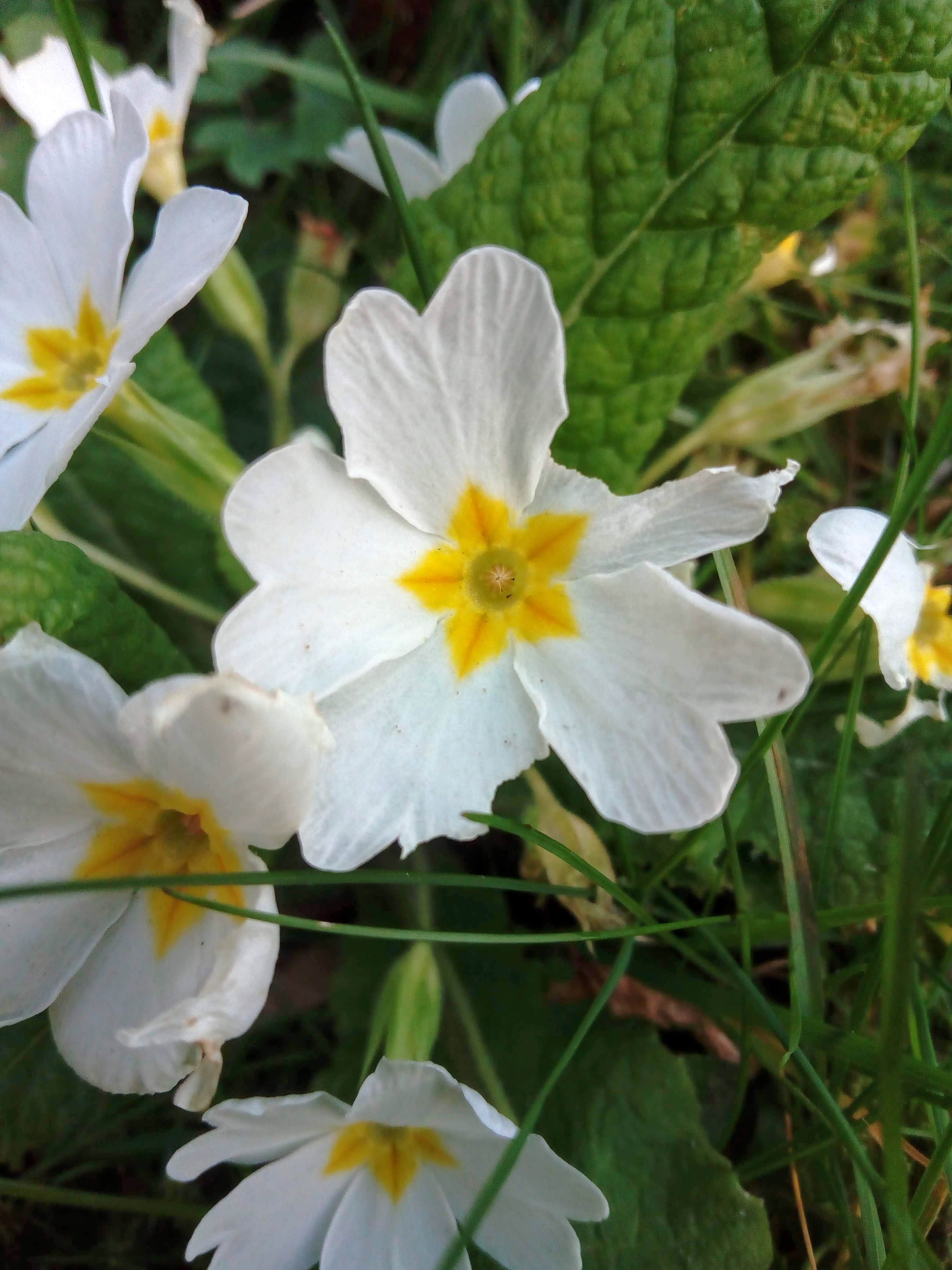 Annexe IMG_20200327_065618.jpg