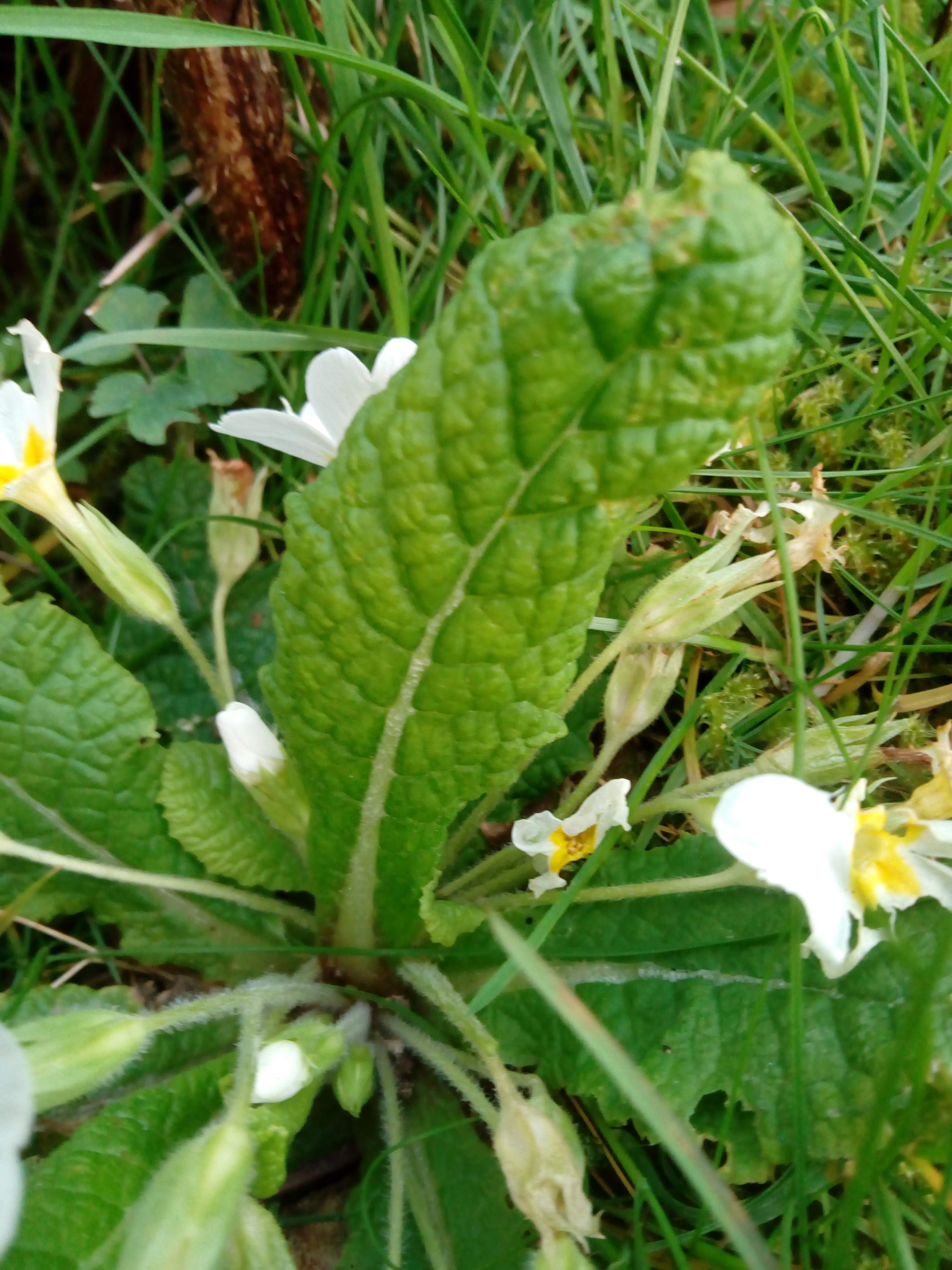 Annexe IMG_20200327_065634.jpg