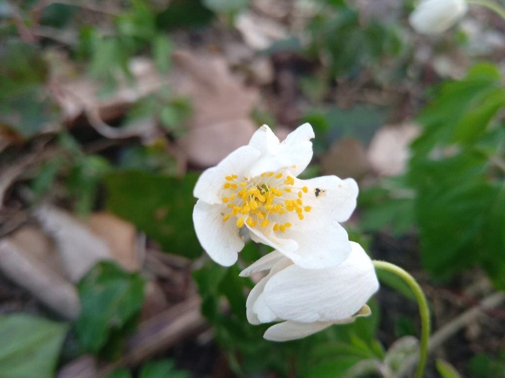 Annexe IMG_20200327_063344198p.jpg