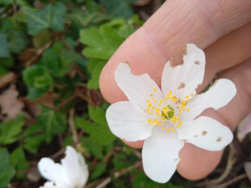 Annexe IMG_20200327_063403820p.jpg