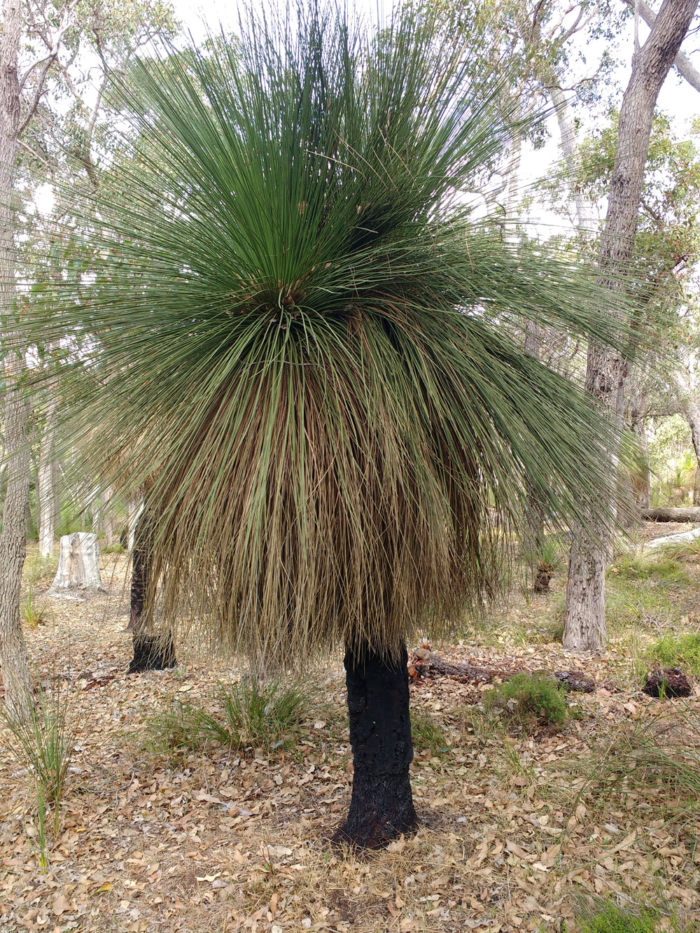 Annexe grass_tree1.jpg