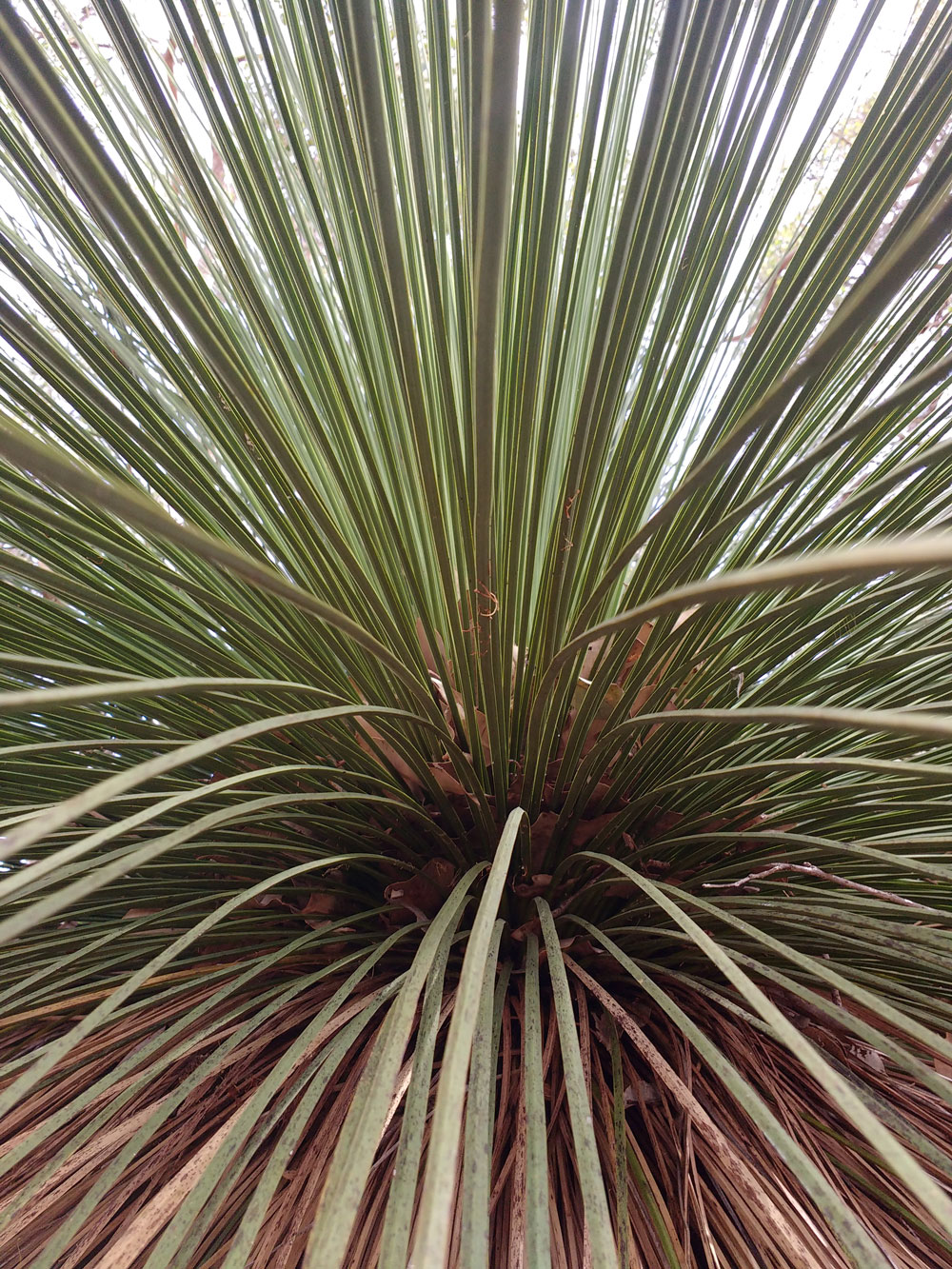 Annexe grass_tree2.jpg