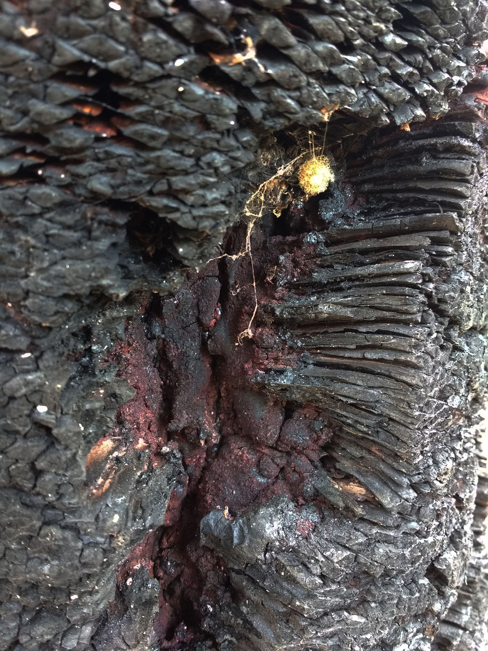 Annexe grass_tree3.jpg