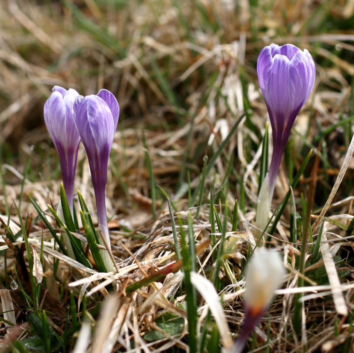 Annexe Crocus vernus.jpg
