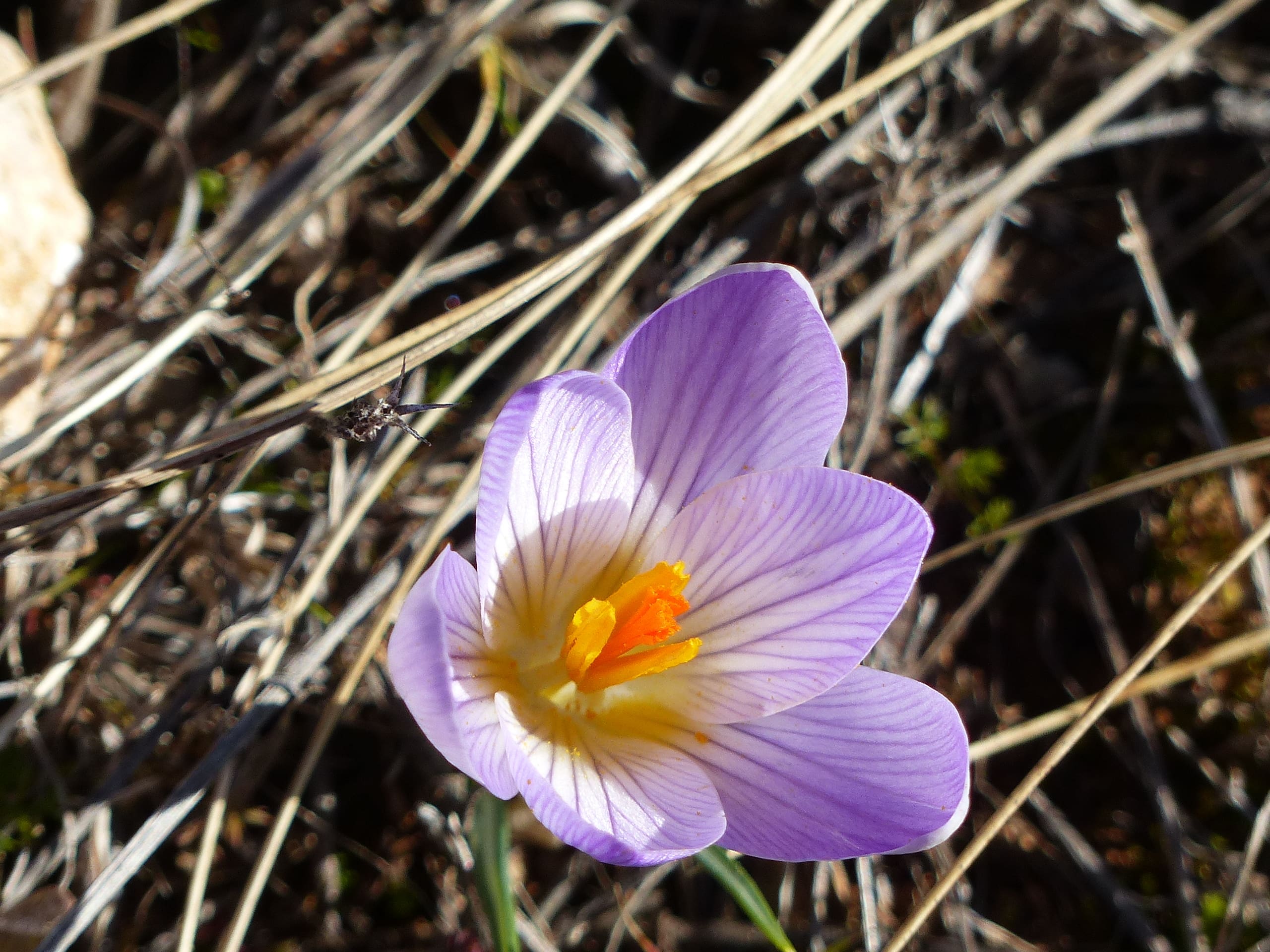 Annexe Crocus vernus