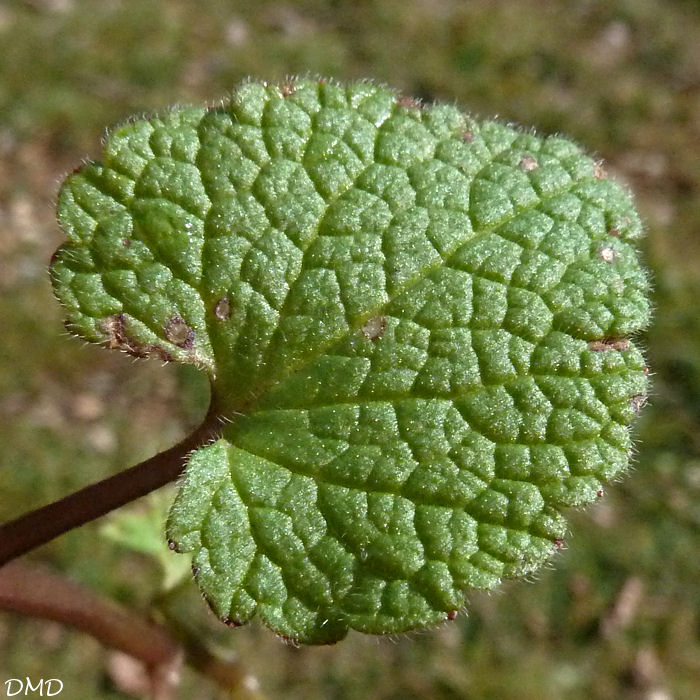 Annexe Lamium purpureum feuille.jpg